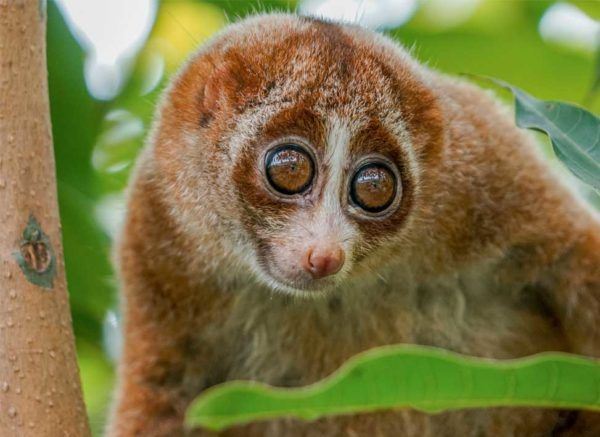 Slow Loris