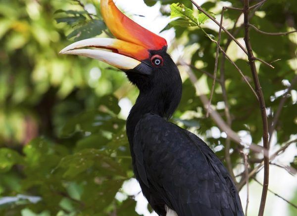 Hornbill